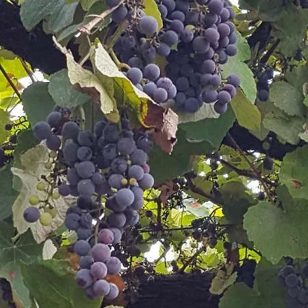 Casal Da Vinha Aldeia das Freiras